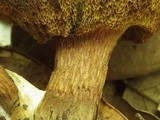 Boletus ichnusanus image