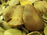 Boletus ichnusanus image
