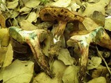 Boletus ichnusanus image