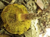 Boletus ichnusanus image