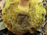 Boletus ichnusanus image