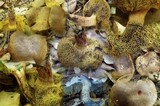 Boletus ichnusanus image