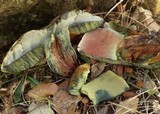 Boletus luridus image