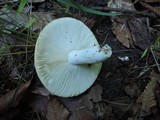 Russula ochroleucoides image