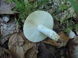 Russula ochroleucoides image