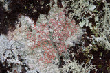 Loxospora ochrophaea image