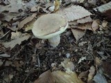 Boletus variipes image
