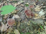 Tylopilus rubrobrunneus image