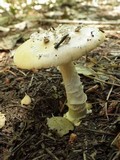 Amanita sect. Vaginatae image