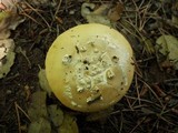 Amanita sect. Vaginatae image
