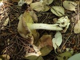 Amanita sect. Vaginatae image