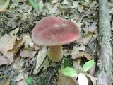 Tylopilus rubrobrunneus image