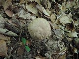 Boletus variipes image