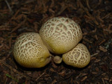 Cantharocybe gruberi image