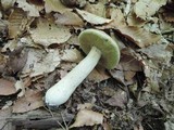 Boletus variipes image