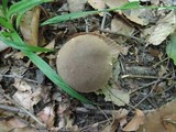 Boletus variipes image