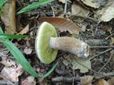Boletus variipes image
