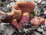 Boletus permagnificus image