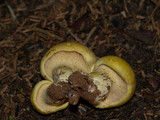 Cantharocybe gruberi image