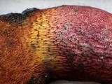 Boletus permagnificus image