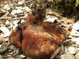 Boletus permagnificus image