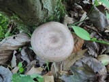 Lactarius pyrogalus image