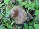 Russula densifolia image