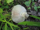 Russula densifolia image