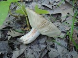 Russula densifolia image
