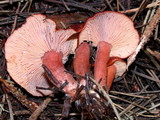 Lactarius atrobadius image
