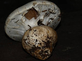 Cortinarius magnivelatus image