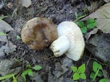 Russula densifolia image