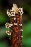 Calathella digitiformis image