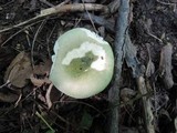 Russula heterophylla image
