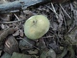 Russula heterophylla image