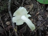 Russula heterophylla image