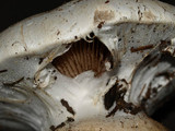 Cortinarius magnivelatus image