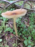 Amanita amerifulva image