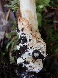 Amanita amerifulva image