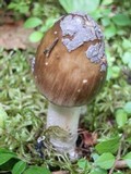 Amanita rhacopus image