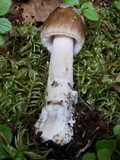 Amanita rhacopus image