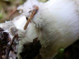Amanita rhacopus image