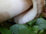 Amanita rhacopus image