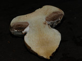 Cortinarius magnivelatus image