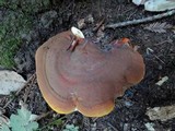 Ganoderma polychromum image