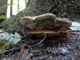 Ganoderma polychromum image