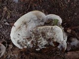 Ganoderma polychromum image