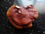 Ganoderma polychromum image
