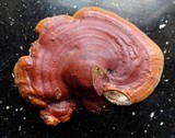 Ganoderma polychromum image