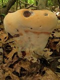 Laetiporus persicinus image